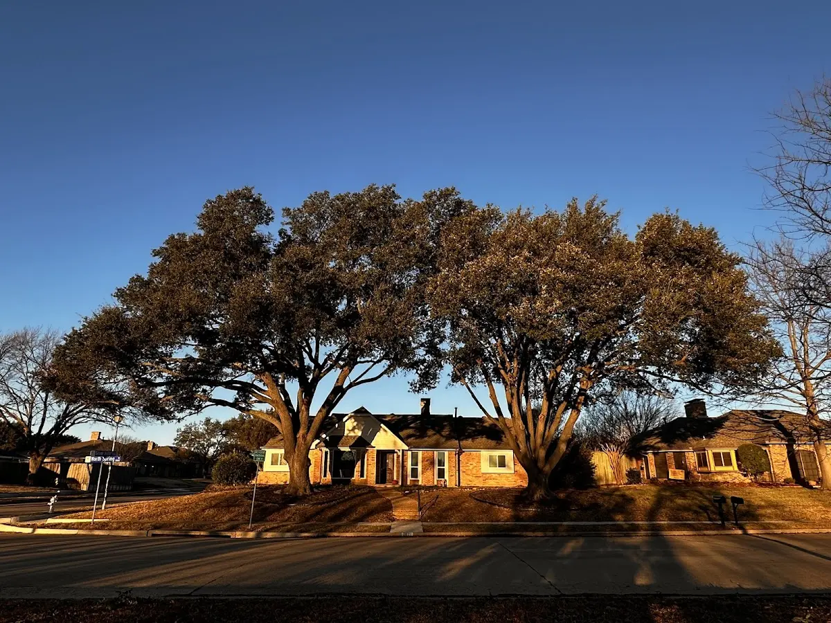 Established residential canopy tree shading a home in Clinton