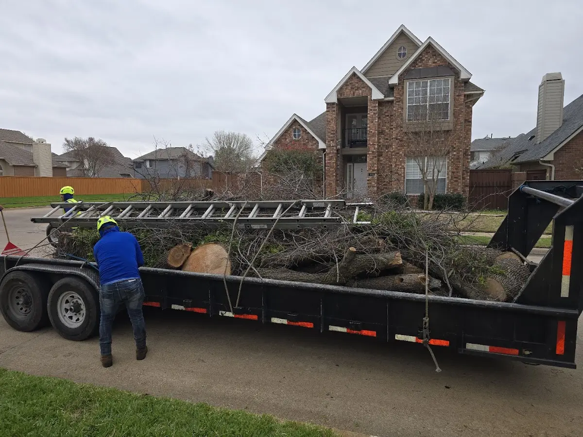 Expert Tree Pest Control with proper safety equipment in Clinton